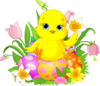 Easter-Chick
